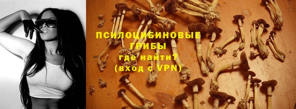 стаф Новокубанск